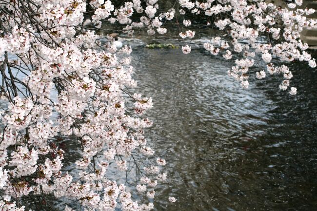 五条川の桜探訪の続きです。散り始めの花びらが、五条川を流れて行きました。散策中にも、その数が増してきたようです。