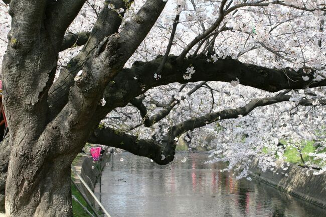 五条川の桜探訪の締め括りです。1時間弱の撮影を終えて、次は名古屋市内の桜散策に戻りました。五条川の桜は、桜の名所100選に選ばれるに相応しい名所でした。
