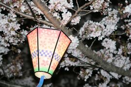 2008春、桜探訪・鶴舞公園夜桜(1/2)：雪洞、屋台、染井吉野、ライトアップの噴水塔