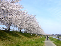 児玉千本桜・・川沿いに桜が満開！