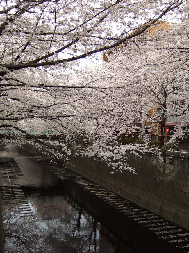 東京桜紀行～目黒川～