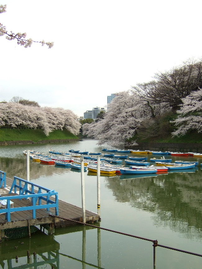 都内の桜の名所中の名所である、千鳥ヶ淵へ。<br />朝７時台と言うのに、結構人が多かった･･･