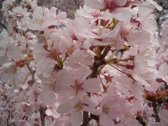 桜～２００８～ｉｎ新宿御苑パート２