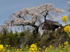 地蔵禅院＆木津川畔のサクラ