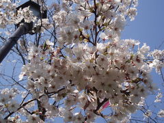 小見川城山公園桜満開♪