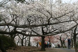 2008春、桜探訪・東山植物園(1/3)：染井吉野、菜の花、モチツツジ、紫木蓮、沈丁花