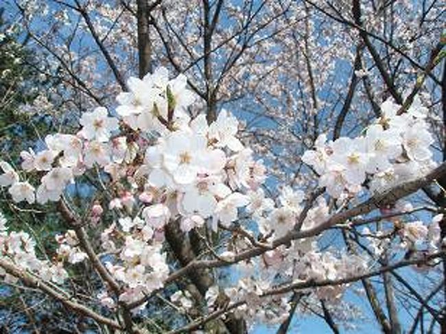 伊勢崎市華蔵寺町にある、桜の名所【華蔵寺公園】に行って来ました〜♪<br /><br />丁度、桜が満開で見事でしたよ！！<br /><br /><br /><br />