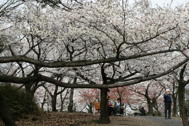 東山植物園の桜の紹介です。植物園ですから、ソメイヨシノ以外の桜も揃っています。随分昔のことですが、植物園内で花見の宴を開いたこともあります。