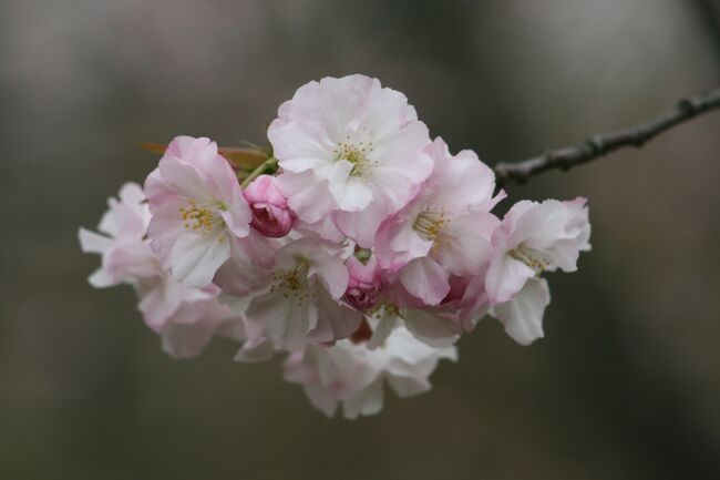 東山植物園の桜です。植物園ですから、ソメイヨシノ以外の桜も揃っています。