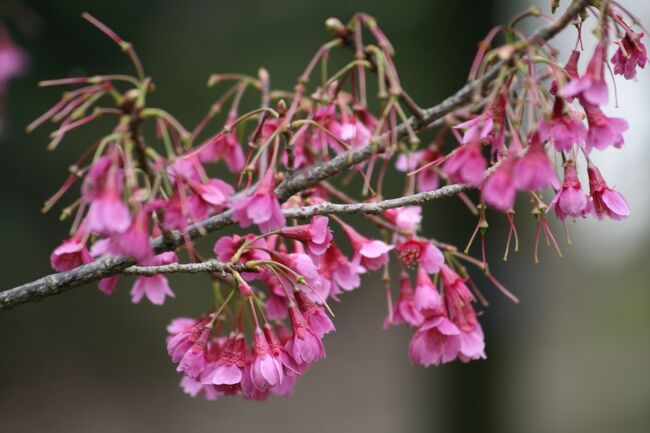 2008春、桜探訪・東山植物園(3/3)：十月桜、御衣黄、ウコン桜、大寒桜、小彼岸桜