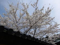 京都花見＆きたやまおさむレクチャー＆青木まりこの歌を聴くの旅
