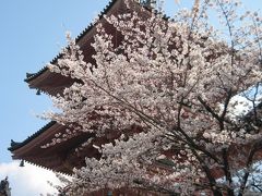 春はあけぼの・京都満開の桜