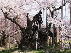 日本三大桜「山高神代桜」を南アルプスの麓に訪ねて