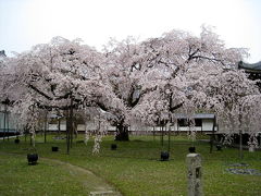 今年も桜咲く京都にやってきました（随心院、醍醐寺）