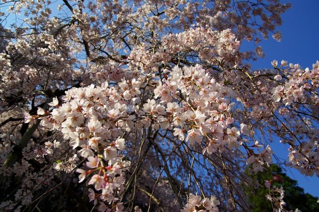 佐世保バーガー喰いまくってガハガハ気分のお散歩なのだ☆<br /><br />TVで九州地方もそろそろ桜の季節到来って情報が流れたのだ<br />関東地方は先週あたりに到来したようで九州の方が遅いのだ<br />その九州も南部の方が遅めらしくジロにはわからない桜攻撃<br />ジロは南から桜攻撃が始まると思っていたが意表をつかれた<br />なので今年の花見は北部の佐世保の西海橋辺りにしてみたのだ<br />ガソリンの値段が下ったので遠い方がお得ではあったのだが｡｡｡<br />今回も高級軽自動車ジロ２号の散歩で１日１万円予算なのだ<br />でも近場なので高級リゾート泊りとリッチ犬ゴッコするのだ<br />ついでに桜の美を求めて写真家ゴッコもしちゃうジロなのだ<br />ゴッコばかりでなく佐世保バーガーは本格的に喰っちゃうのだ<br />桜絶好調の佐世保地方を肉食獣ジロは優雅にゆくのであった｡｡｡<br /><br />関連のあるジロの平戸散歩も見てね♪<br />http://4travel.jp/traveler/doggyelk/album/10142464/<br />長崎関連でジロの島原･雲仙散歩も見てほしいのだ☆<br />http://4travel.jp/traveler/doggyelk/album/10151958/<br /><br />