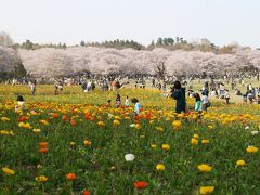 昭和記念公園は花・花・花
