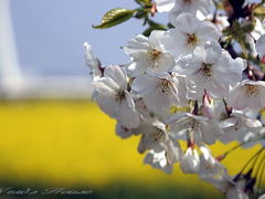 権現堂「桜と菜の花」