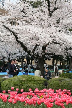 08春 桜名所百選 鶴舞公園 1 4月2日 1 鶴舞公園花まつり 染井吉野 噴水塔 屋台 花見の宴 鶴舞 堀田 愛知県 の旅行記 ブログ By 旅人のくまさんさん フォートラベル