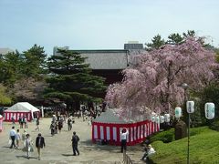 2008.04 桜舞い散る増上寺散歩