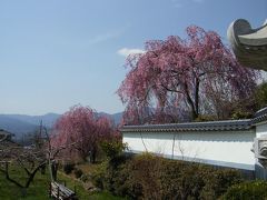 桜満開　慈雲寺のイトザクラ　と　ぶどうの丘