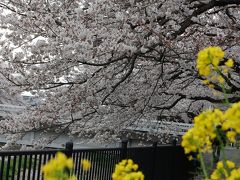 2008桜祭り