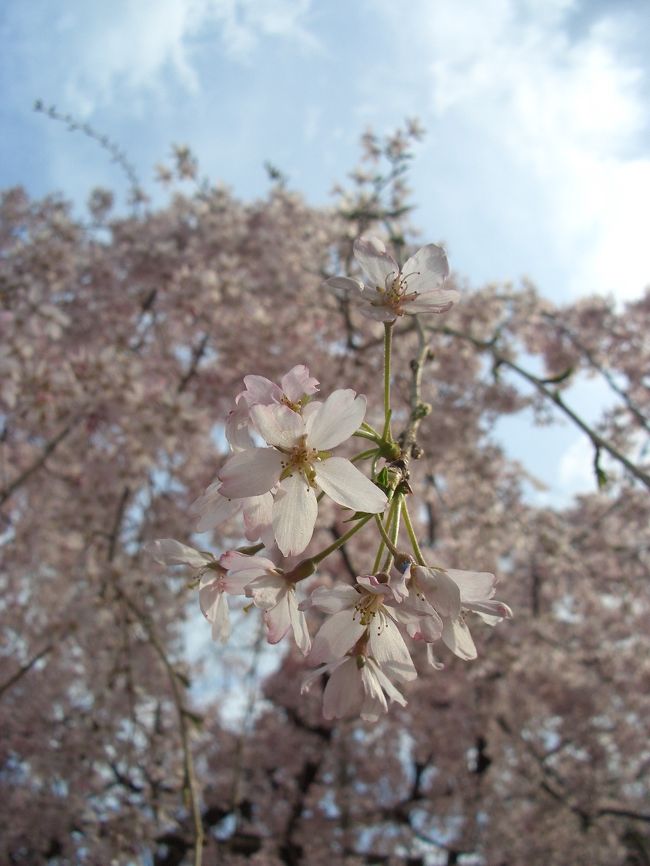 2008年3月29日<br />大国魂神社や桜通りを散策。<br />この日は少し天候が悪く残念・・・・<br />だけど桜は綺麗でした。