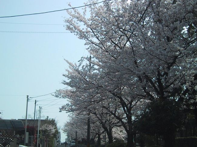 【２００８年の桜・第４弾！雨で散る前に車窓から花見】<br />今日・４月６日は気持ちの良い晴天。しかし、明日にはどうやら一雨ありそうで、満開の桜もかなり散ってしまうだろう。近くに、我が家が毎年ほぼ必ず見て通る桜がある。、駐車場所がないのでいつも車をゆっくりと進めながら眺めるだけなのだが、雨で散る前に今年も母と愛犬・３代目ポピーを乗せて見に行った。<br /><br />【メンバー】<br />母と犬連れ。<br /><br />【ルート】<br />自宅−＜自家用車＞−楠葉東公園<br /><br />【表紙の写真】<br />楠葉東公園北側の桜並木。