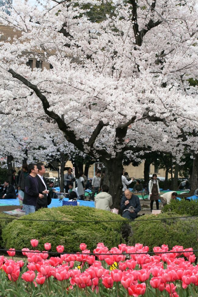 日本の桜名所百選に選ばれている、鶴舞公園の桜の紹介です。この日、昼前後で2箇所を撮影に回りました。鶴舞公園と東山植物園です。