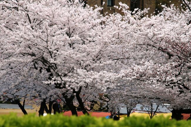2008春、桜名所百選・鶴舞公園(2/4)：染井吉野、チューリップ、名古屋市公会堂、奏楽堂
