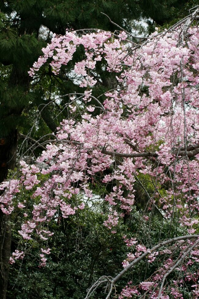 鶴舞公園の桜の紹介の続きです。この日、昼前後で2箇所を撮影に回りました。鶴舞公園と東山植物園です。どちらも満開の染井吉野と出会いました。