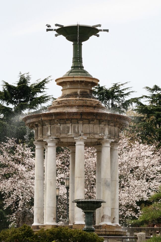 鶴舞公園の満開の染井吉野の紹介の締め括りです。この日、昼前後で2箇所を撮影に回りました。鶴舞公園と東山植物園です。鶴舞公園は、夜も賑わいそうです。