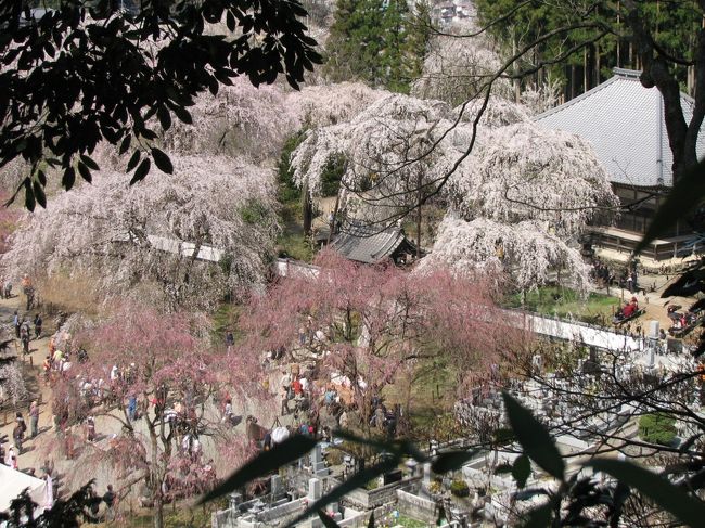 ４月５日、午後１時１０分に関東一の枝垂桜〔樹齢６００年のヒガンザクラ〕がある、清雲寺を訪問した。３月８日にも訪問しているが、このときには訪問客が二、三人で静かな佇まいをしていたが、今回は寺の境内一杯に人、人であった。<br />丁度折りしも、好天に恵まれ、桜も満開であり、しかも全国的にも有名な桜であるから当たり前といえば当たり前である。<br />このために人ごみを避けて寺の境内のはずれからと寺の上の方にある若獅子神社遊歩道からも撮影をすることにした。<br />いろんな角度から撮影してみると普通の桜とは違い、存在感と威厳を感じられる桜であるといえる。<br /><br />＊写真は若獅子神社遊歩道から撮影した清雲寺の桜