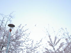 ハレタヒ、オサンポ～桜ノ宮公園～