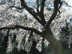 小石川後楽園