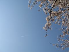 名古屋市・荒子川公園の桜