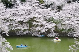 千鳥ヶ淵で桜を愛でる