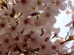 2008年速報：京都桜の旅