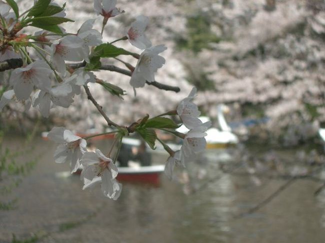 またまた、井の頭公園に来ました。ここはいつ来ても楽しいところですが、今回は、もちろんお花見です。スワンのボートがたくさん出ていて、お花とボートを見ているだけで、楽しくなります。すばらしい一日を過ごしました。