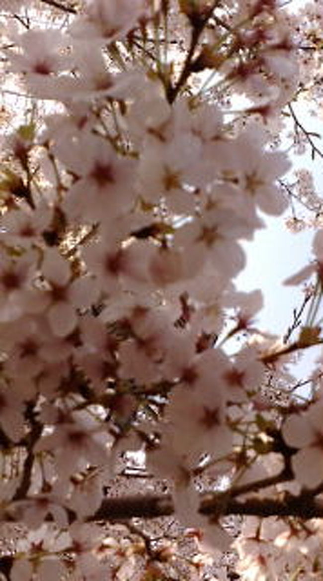 1年に1度、それも機会を逃すと一瞬で散ってしまう儚い花に日本人は心を奪われるのでしょう。。今回は海外と違ってゆっくり、桜を思いっきり堪能したく、春の京都に小旅行です。四条烏丸で満腹ランチ、鴨川、八坂神社、ねねの道など桜をご堪能ください。携帯カメラでの写真ですので（320万画素）みずらい画像ですみません。。。