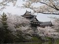 郡山城址公園のサクラ