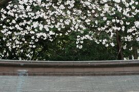 2008春、桜探訪・護国神社(1/2)：大鳥居、石灯篭、石碑、染井吉野、椿