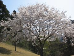 桜の咲く藤岡で午後のゴルフを楽しむ