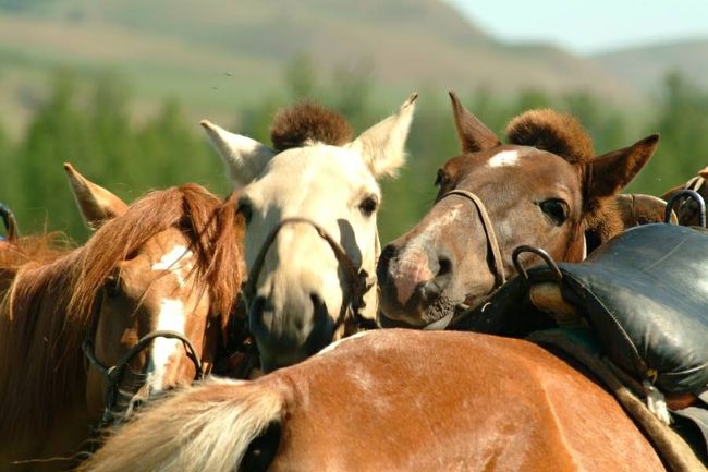 乗馬は年齢、性別、運動神経に関係なく楽しめるアウトドアレジャーです。生き物である馬を使う点が他のレジャーとは異なります。モンゴル全国で乗馬体験が可能です。モンゴルの大自然を満喫しながらの乗馬は、忘れられない思い出となるでしょう。半日〜1日程度の乗馬体験から数日〜1週間のツアーまで幅広い選択肢がありますので、目的に応じた乗馬体験を選択することができます。 シネズーチトラベルでは初心者から上級者の方までお楽しみ頂ける乗馬ライディングのプランをご用意しております。普通の旅行では経験出来ない、新しい感動を、あなたに贈ります。乗馬に特化したモンゴル現地旅行社だから出来る「本物の乗馬ツアー」をお楽しみ下さい。どうかご遠慮なくご希望をお聞かせ下さい。長年、乗馬で旅する企画に特化してきた当社の実績を信頼し、安心してお任せ下さい。
