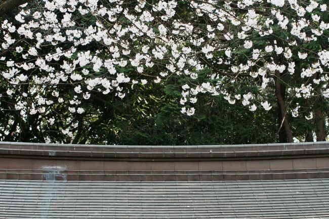 官庁街の一角にある護国神社の桜です。ある官庁で、一日がかりの会議があった時、昼休みの時間を利用して、会議のメンバーで桜見学をしたこともありました。懐かしい場所の1つです。