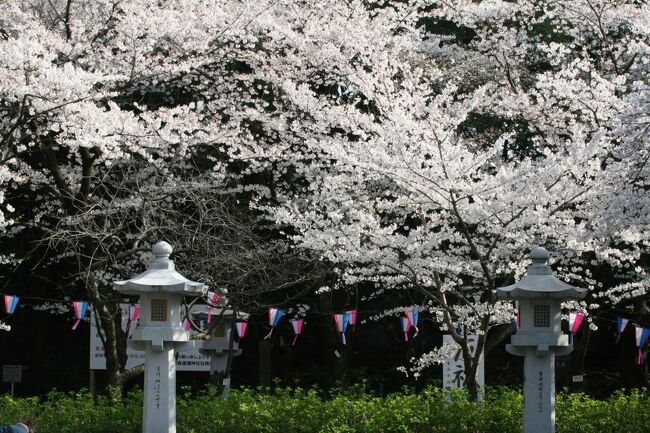 2008春、桜探訪・護国神社(2/2)：染井吉野、雪洞、石灯篭、狛犬、鳥居、芝桜、名古屋城へ