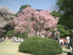 新宿御苑は桜より人のほうが多い