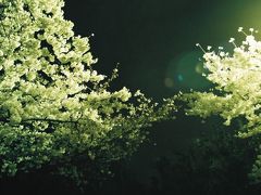 夜桜　in　常滑