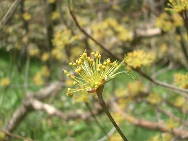 お花見に行った井の頭公園でサンシュユを見つけました。可憐なお花です。皆さんのご努力で、井の頭公園がきれいになっています。ありがとうございます。