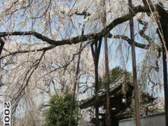 青雲寺の枝垂れ桜と羊山公園