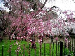 今年も桜咲く京都にやってきました（京都御所、仁和寺）